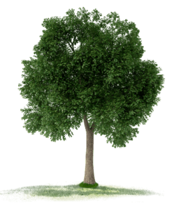 xit.baum